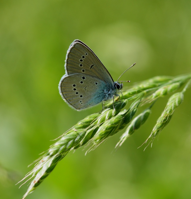 Id. Lycaenidae